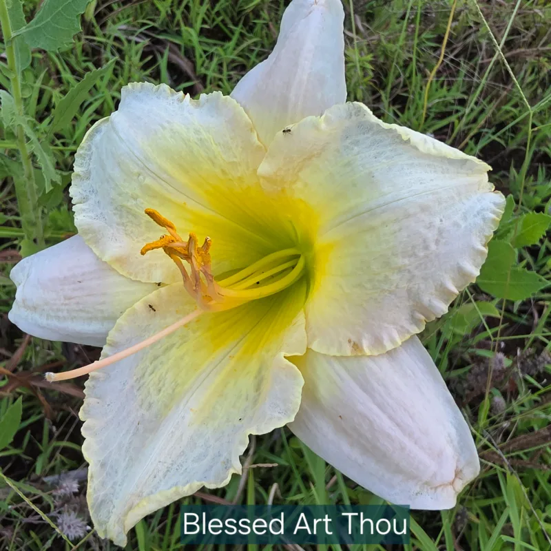 Blessed Art Thou
