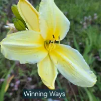 Winning Ways thumbnail
