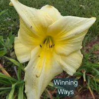 Winning Ways thumbnail