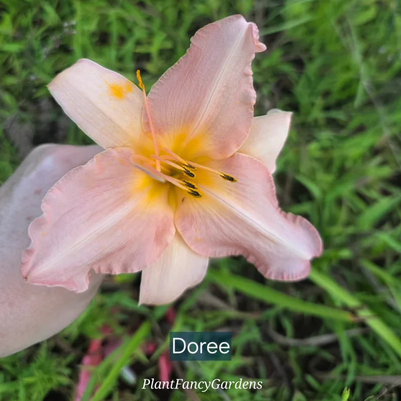 Doree