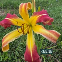 Keene thumbnail