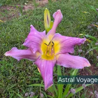 Astral Voyager thumbnail