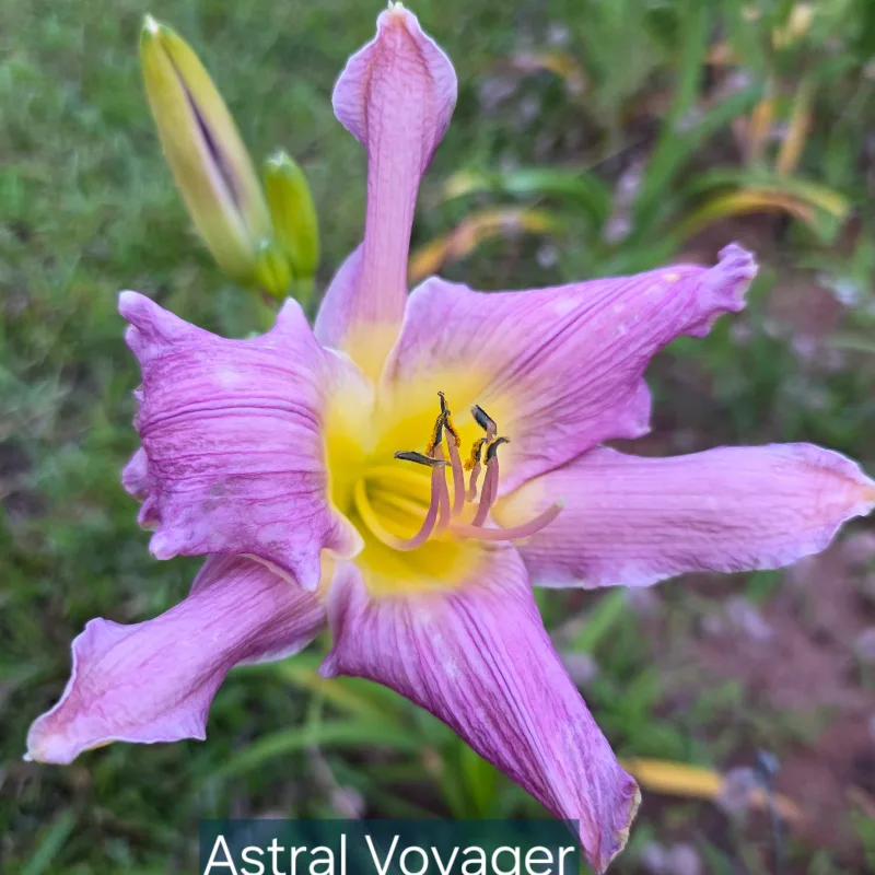 Astral Voyager from PlantFancyGardens, LLC