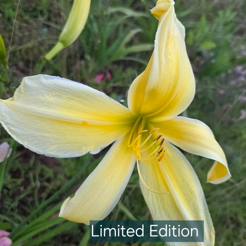 Limited Edition from PlantFancyGardens, LLC