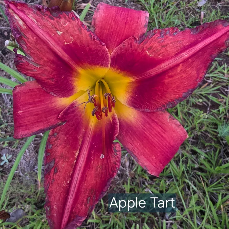 Apple Tart from PlantFancyGardens, LLC