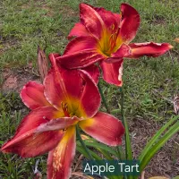 Apple Tart thumbnail