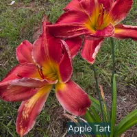 Apple Tart thumbnail