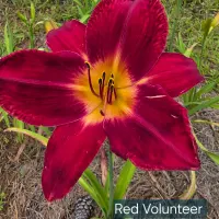 Red Volunteer catalog image