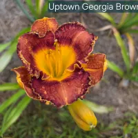 Uptown Georgia Brown thumbnail