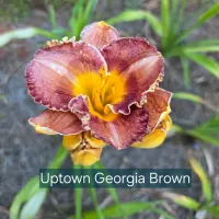 Uptown Georgia Brown thumbnail