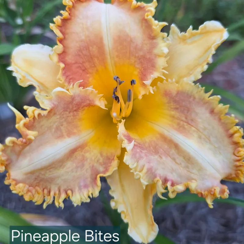 Pineapple Bites