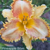 Pineapple Bites thumbnail