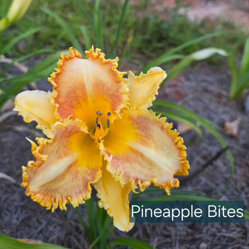 Pineapple Bites from PlantFancyGardens, LLC