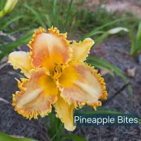 Pineapple Bites thumbnail