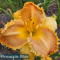 Pineapple Bites thumbnail