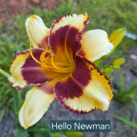 Hello Newman thumbnail
