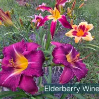 Elderberry Wine thumbnail