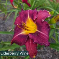Elderberry Wine thumbnail
