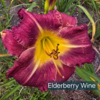 Elderberry Wine thumbnail