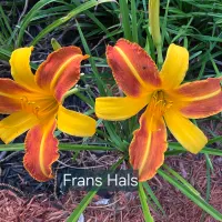 Frans Hals catalog image