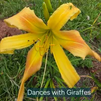 Dances with Giraffes thumbnail