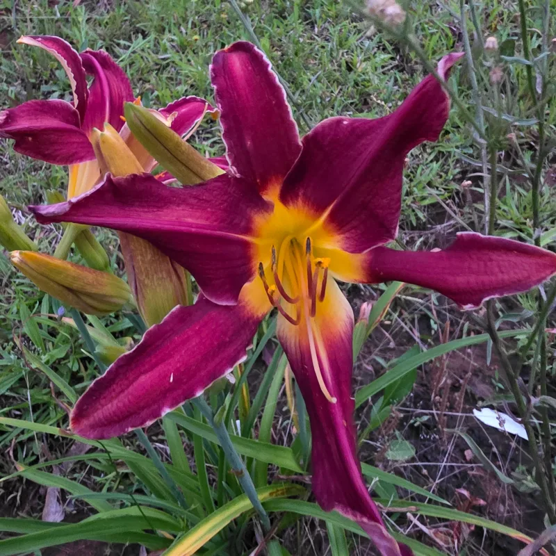 Thingamajig from PlantFancyGardens, LLC