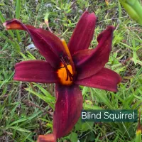 Blind Squirrel thumbnail