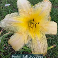 Pinhill Tall Goddess catalog image