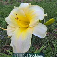 Pinhill Tall Goddess catalog image