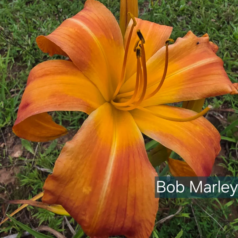 Bob Marley daylily bloom