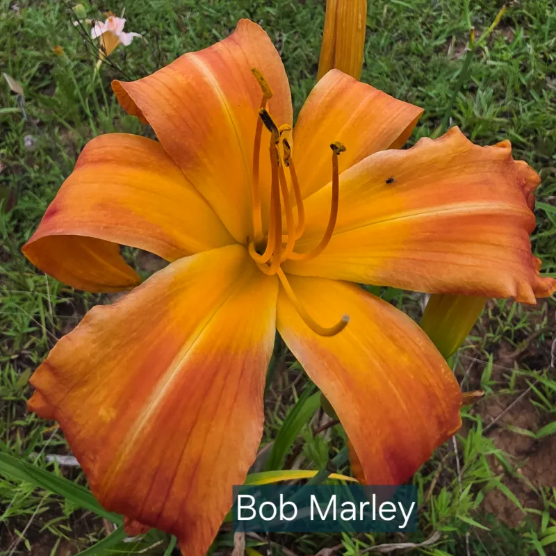Bob Marley from PlantFancyGardens, LLC