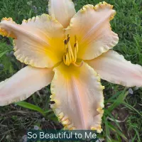 So Beautiful to Me catalog image