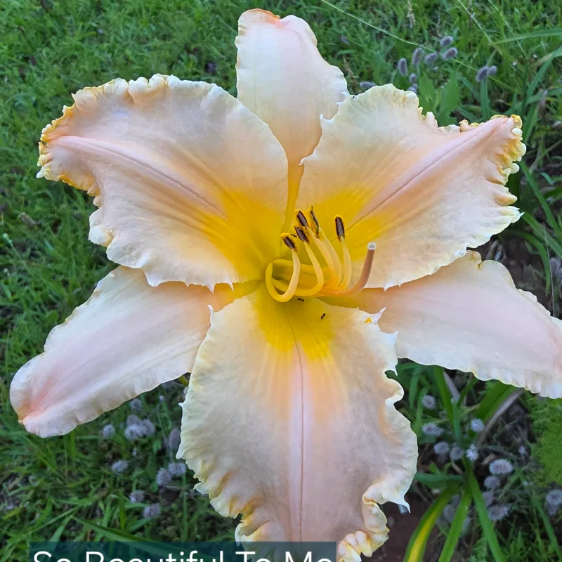 So Beautiful to Me from PlantFancyGardens, LLC