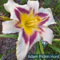 Adam Pitkin Hurd catalog image