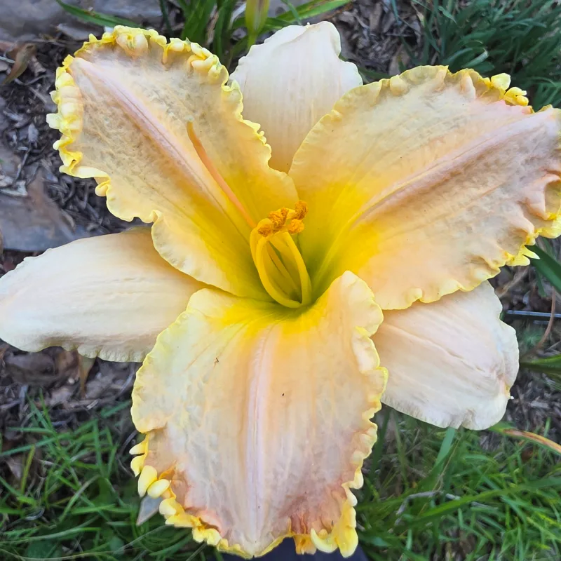 Pizza Crust from PlantFancyGardens, LLC