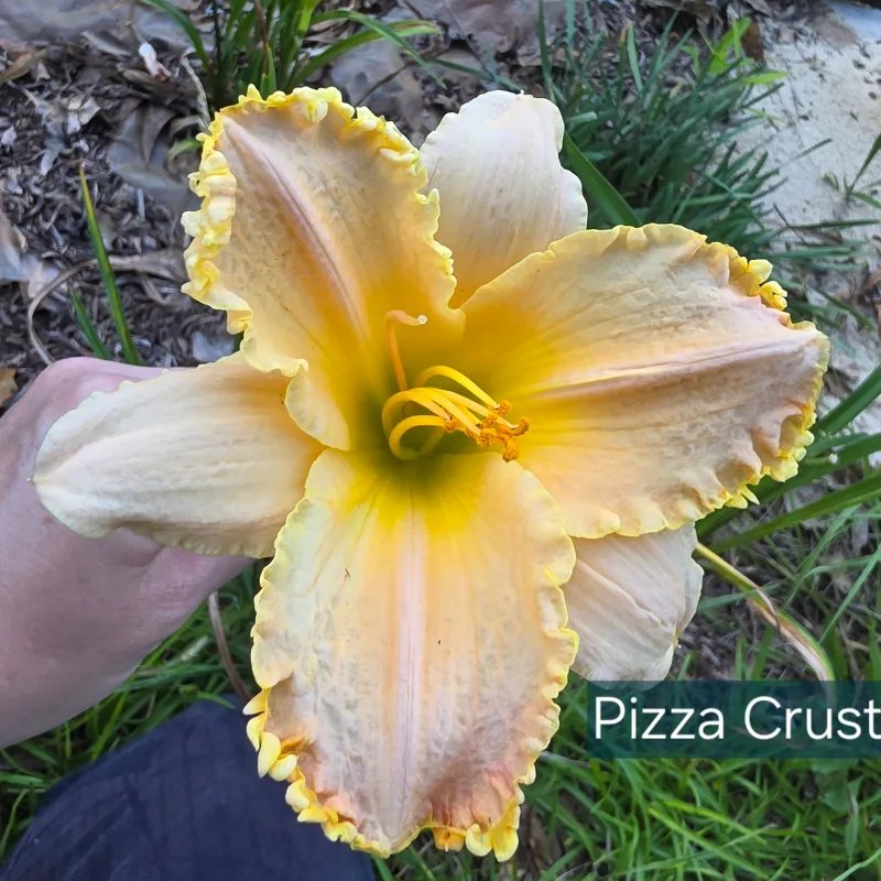 Pizza Crust from PlantFancyGardens, LLC