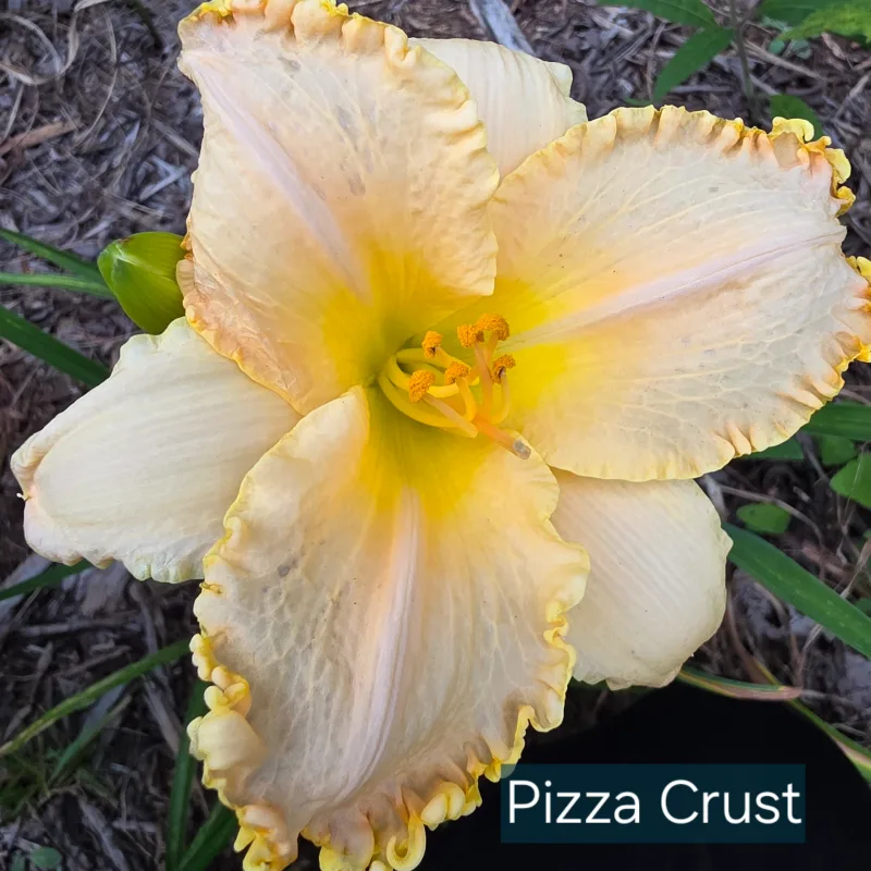 Pizza Crust