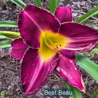 Best Beau catalog image