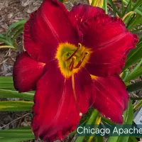 Chicago Apache thumbnail
