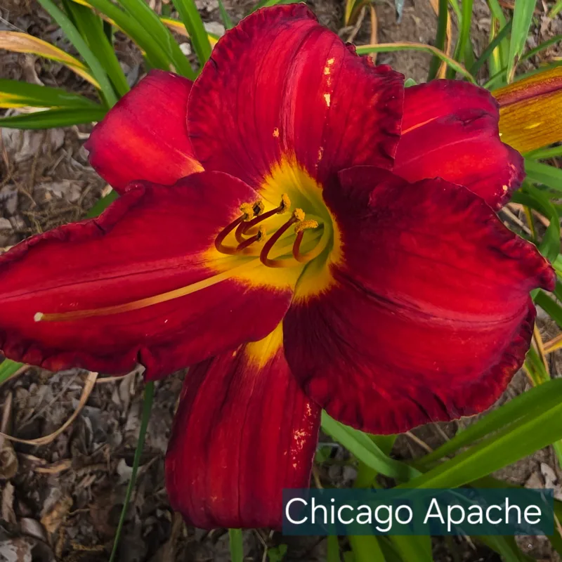 Chicago Apache from PlantFancyGardens, LLC