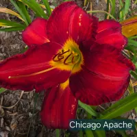Chicago Apache thumbnail