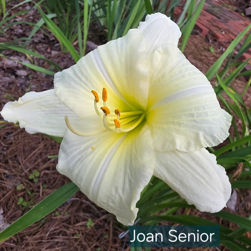 Joan Senior daylily bloom