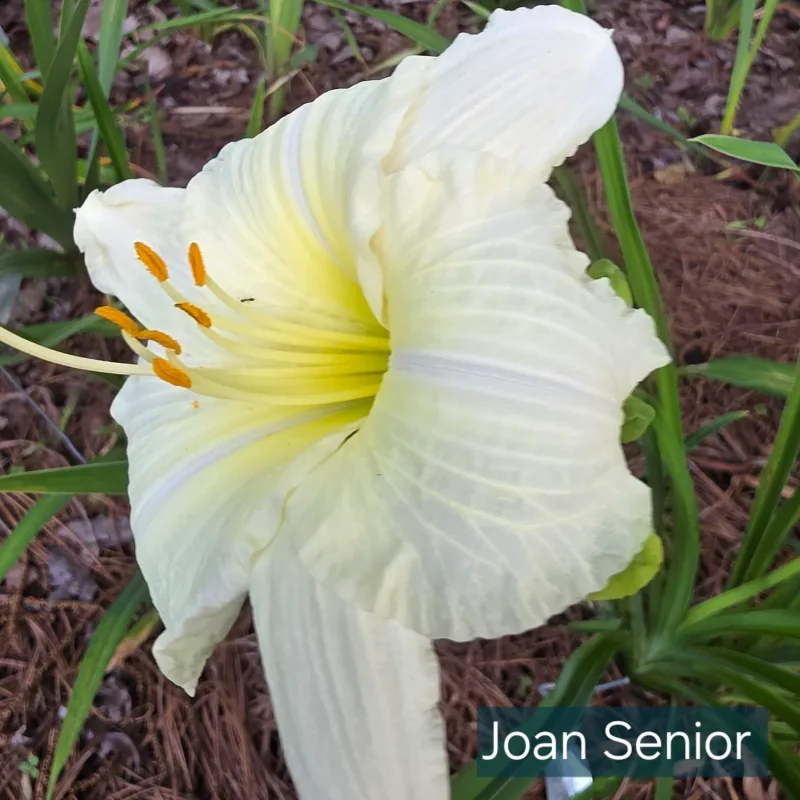 Joan Senior from PlantFancyGardens, LLC