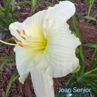 Joan Senior thumbnail