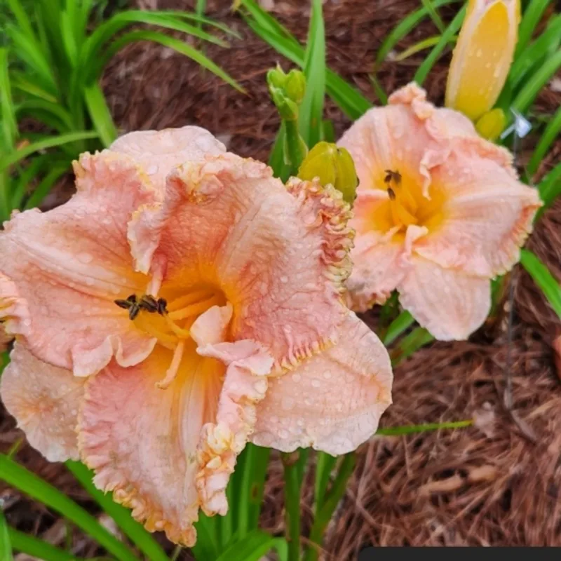 Ora Jean Gunnin from PlantFancyGardens, LLC