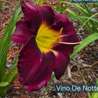 Vino Di Notte thumbnail