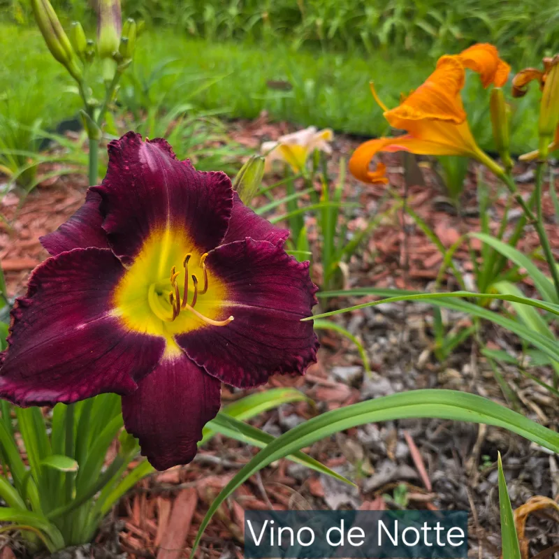 Vino Di Notte from PlantFancyGardens, LLC