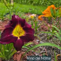 Vino Di Notte thumbnail