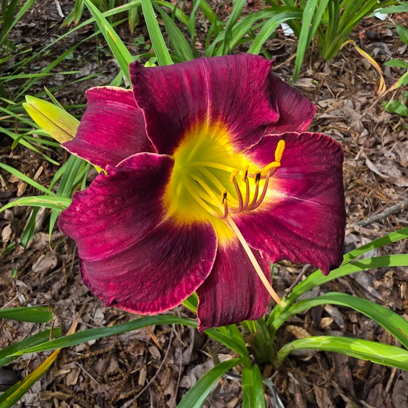 Vino Di Notte from PlantFancyGardens, LLC