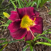 Vino Di Notte thumbnail